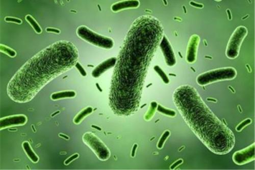 研究显示引起疾病的细菌与人类宿主竞争关键的微量营养素