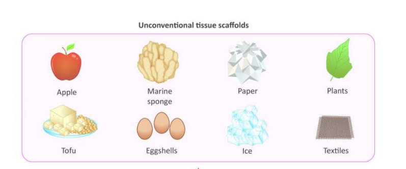 使用非传统材料如冰和蛋壳作为生长组织的支架
