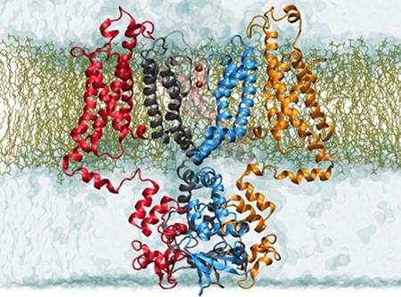 膜蛋白如何移动脂质和离子