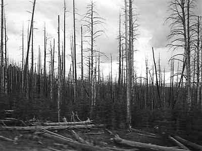 气候变化限制了野火后的森林恢复