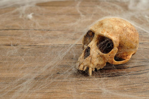 2000万年前的头骨表明猿猴的脑部进化复杂