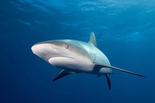 世界野生动物日 看看鲨鱼是如何做的