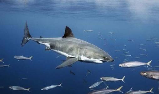 佛罗里达州 已正式宣布新的陆地休闲鲨鱼捕捞规则