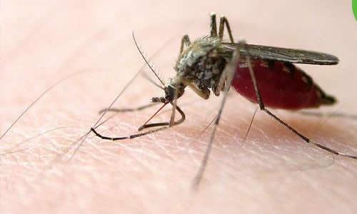 预测蚊子的全球传播的途径