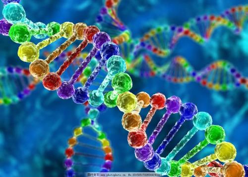 研究发现 两个基因组可能比一个基因组更适合进化适应