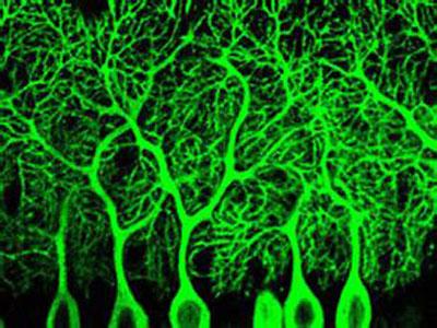 GLAST对于浦肯野细胞的纤维神经支配的必要性