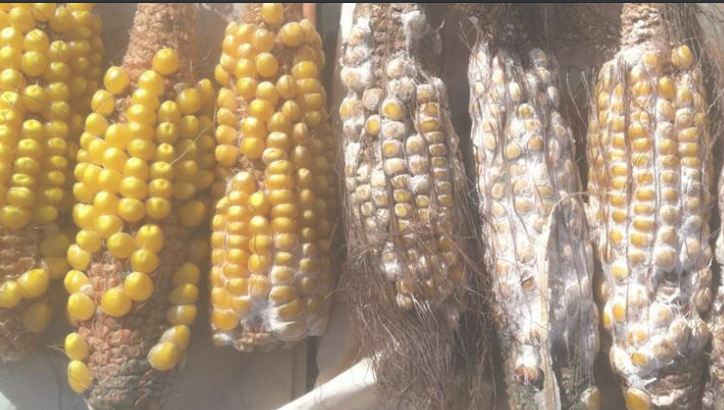 生物学家解决了玉米的生长和防御问题确定了关键的抗生素途径