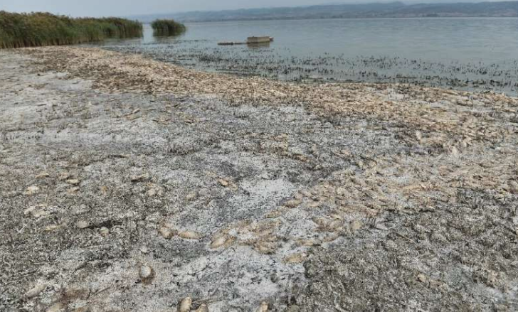 成千上万的死鱼在干旱的希腊湖上冲刷