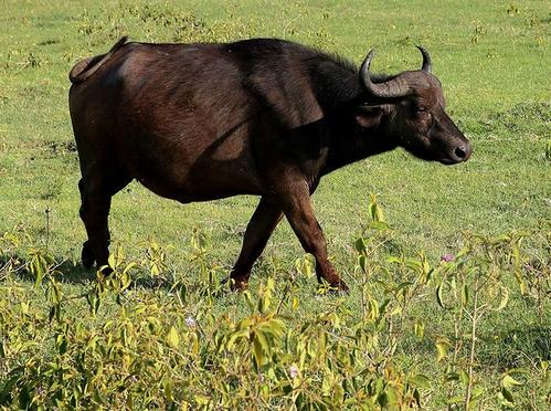 野生非洲水牛提供关于结核病抗性遗传的关键见解