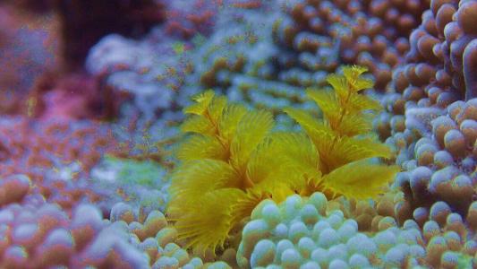 超级珊瑚很好地适应寒冷但与海洋变暖相抗衡