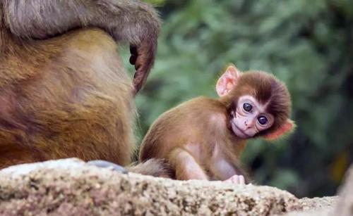 研究发现旧世界的猴子将语音中的项目结合起来