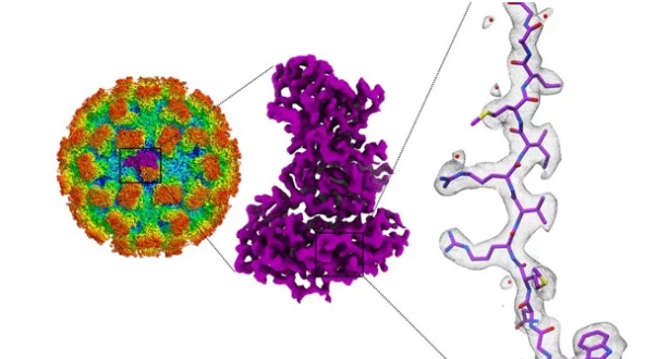 诺如病毒结构远比第一思想复杂