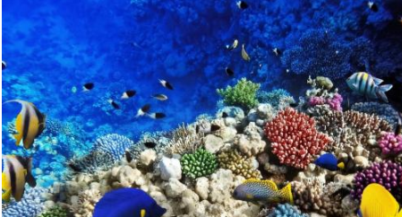 珍稀图片揭示了宁格鲁礁的多样化海洋生物