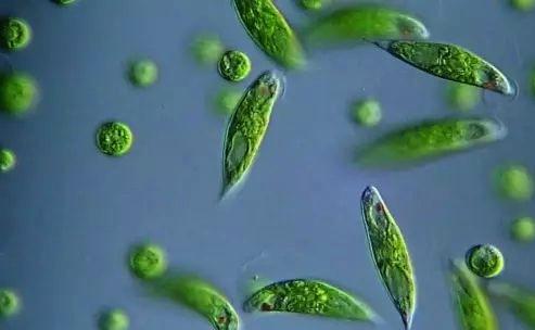 磷营养素帮助推动了海洋中古老的藻类繁殖
