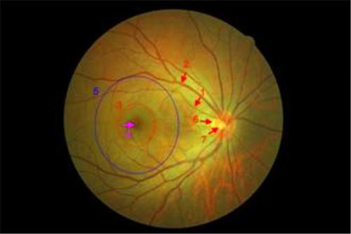 新的研究为视网膜的遗传密码提供了前所未有的见解