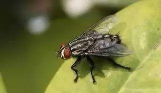 没有超级果蝇 醋蝇有良好的视力或嗅觉 但不是两者兼而有之