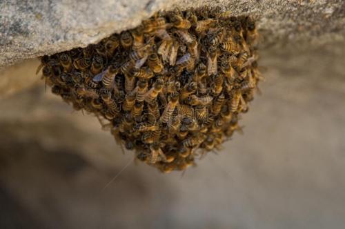 农药影响地面筑巢的蜜蜂发育和长寿