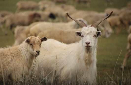 DHEC说 山羊可能会在安德森县暴露9人狂犬病