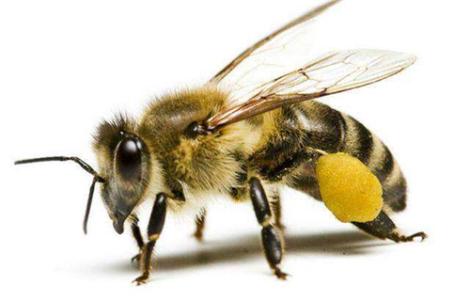 研究人员发现大黄蜂在照顾年轻人时睡眠不足