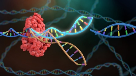 可升级CRISPR的新基因编辑复合体的首批图像