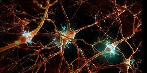 新的脊髓神经干细胞系实现了强大的再生
