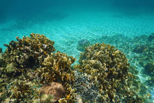 鱼类多样性与加勒比珊瑚礁健康有关