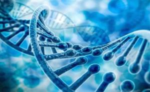 合成生物学家将模拟到数字信号处理添加到活细胞的遗传电路中