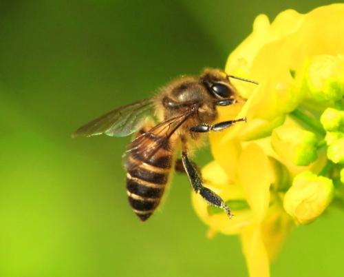 使用蜜蜂进行环境监测
