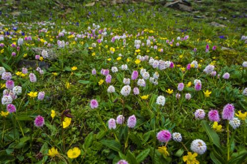 科学家利用梭罗测量气候变化对野花的影响