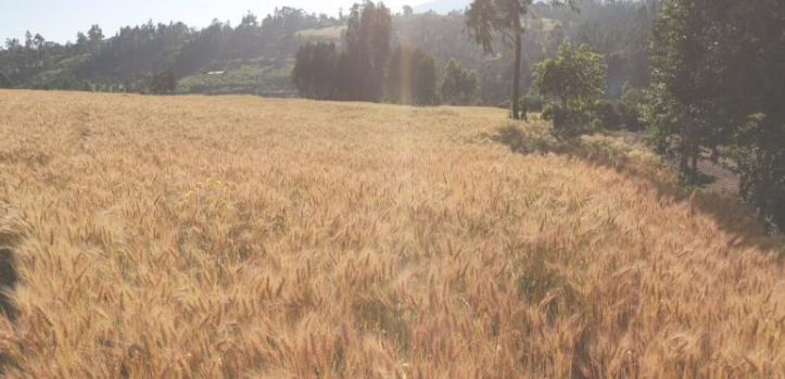 大规模基因组学将提高小麦的产量气候适应能力和质量