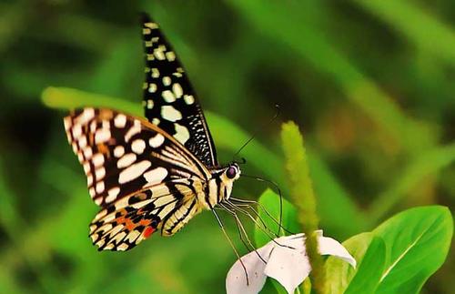 研究为蝴蝶的生命史权衡提供了基因组见解
