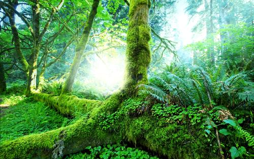 土壤退化意味着热带森林可能永远无法从伐木中完全恢复