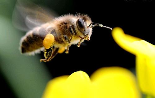 蜜蜂被杀菌剂吸引