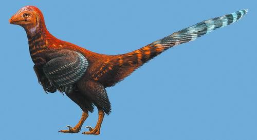 恐龙羽毛进化的展示与演变