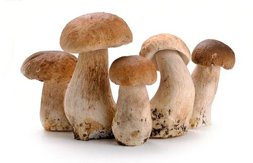 蘑菇中含有可能具有抗衰老潜力的抗氧化剂