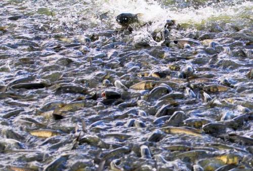 水产养殖中丰富的环境增强了鱼类从细菌疾病中的存活
