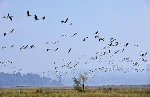 为什么要乘坐鸡舍 由于配偶短缺一些鸟类选择帮助其他人养育后代