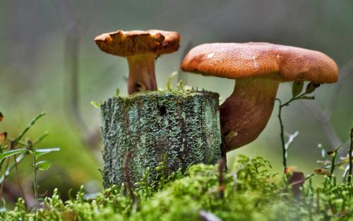 蘑菇可能 降低轻度脑衰退的风险