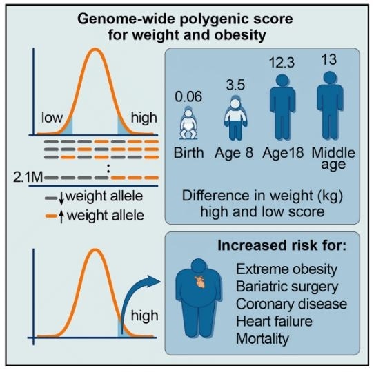 基于遗传标记的新评分系统可预测出生时的肥胖风险