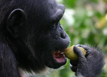 灰尘会影响黑猩猩的牙齿磨损和咀嚼效率