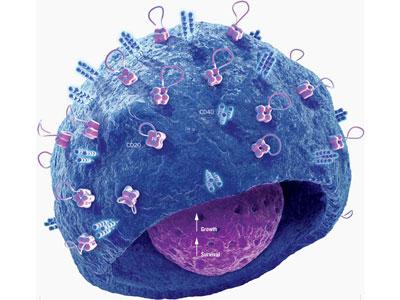靶向B细胞活化因子受体的首个CAR T细胞疗法根除血液癌症