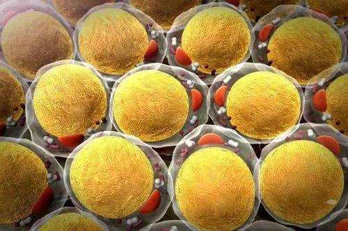 研究人员应用脂肪细胞来传递药物以抑制肿瘤生长