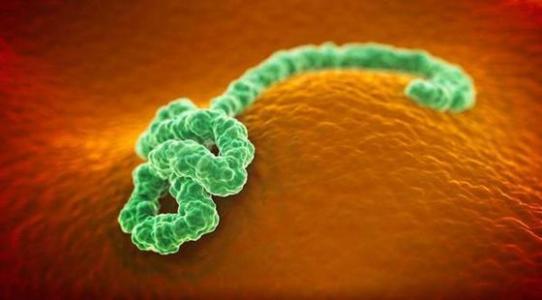 埃博拉病毒蛋白的构建突变会破坏引发疾病的能力