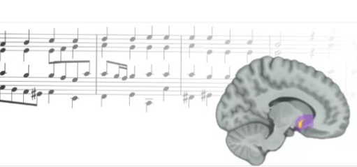音乐如何激活我们的大脑奖励中心