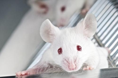 研究人员开发与阿尔茨海默氏病有关的人类基因小鼠模型
