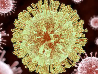 检查寨卡病毒对感染细胞的影响