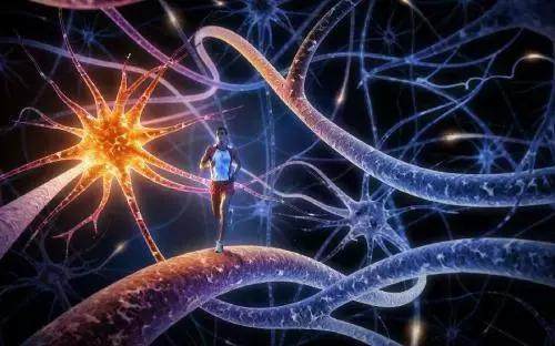神经系统是一个复杂的器官 它依赖于各种生物来确保人体的日常功能