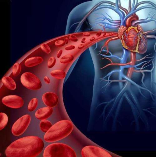 WVU研究人员研究了低出生体重与心血管风险之间的联系