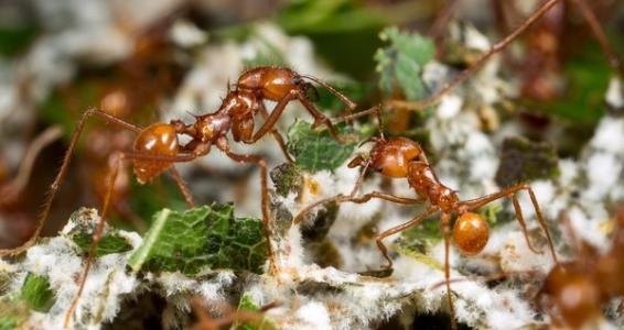 真菌农蚁如何帮助解决我们的抗生素耐药性问题