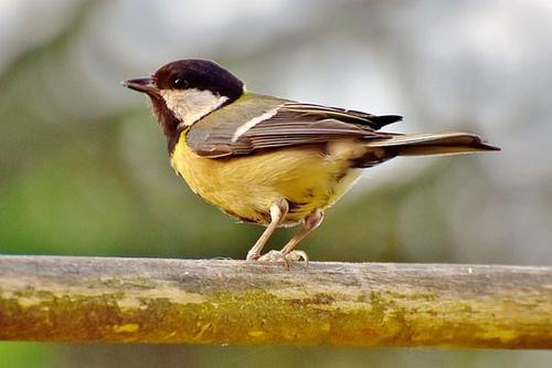 鸣鸟使用不同的声音来传达不同类型的信息